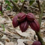 SAAQ’ – Maya Red Cacao